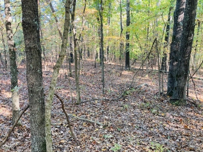 Wooded Acreage For Sale In North Central Arkansas - image 3