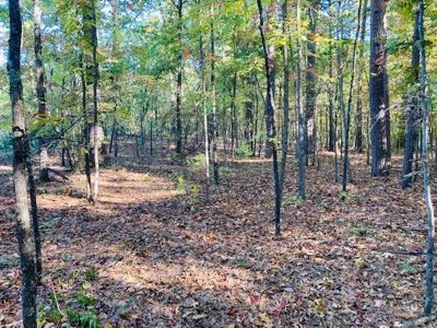 Wooded Acreage For Sale In North Central Arkansas - image 5
