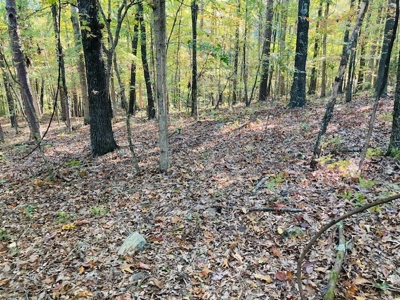 Wooded Acreage For Sale In North Central Arkansas - image 4