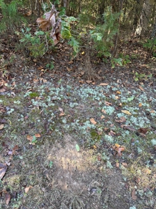 15.86 Acres of Pastures and Woods For Sale near Romance, AR - image 27