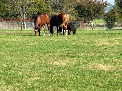 Experience Country Living at Its Finest - image 40