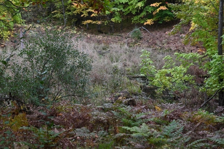 Big Buck Property in Mecosta County Michigan - image 13