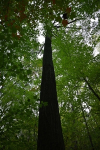Big Buck Property in Mecosta County Michigan - image 12