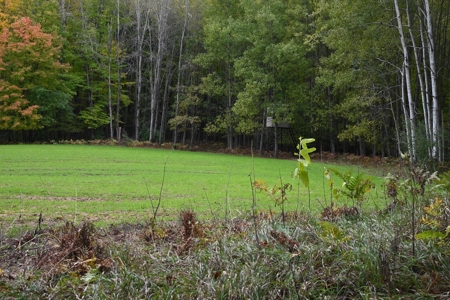 Big Buck Property in Mecosta County Michigan - image 22