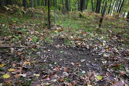 Big Buck Property in Mecosta County Michigan - image 19