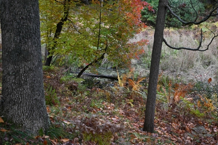 Big Buck Property in Mecosta County Michigan - image 14
