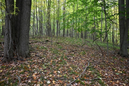 Big Buck Property in Mecosta County Michigan - image 7