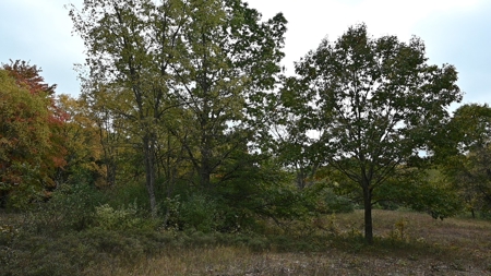 Big Buck Property in Mecosta County Michigan - image 5