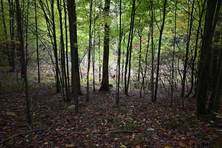 Big Buck Property in Mecosta County Michigan - image 16