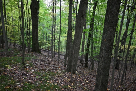 Big Buck Property in Mecosta County Michigan - image 24