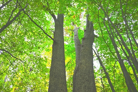 Big Buck Property in Mecosta County Michigan - image 17