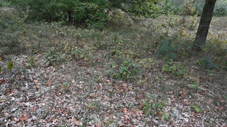 Big Buck Property in Mecosta County Michigan - image 6
