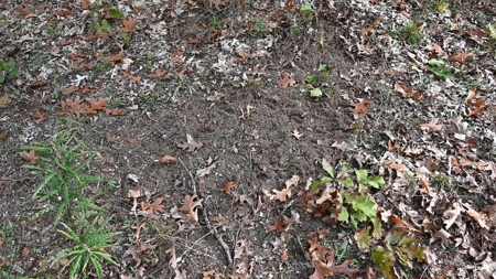 Big Buck Property in Mecosta County Michigan - image 4