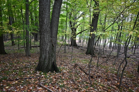 Big Buck Property in Mecosta County Michigan - image 8