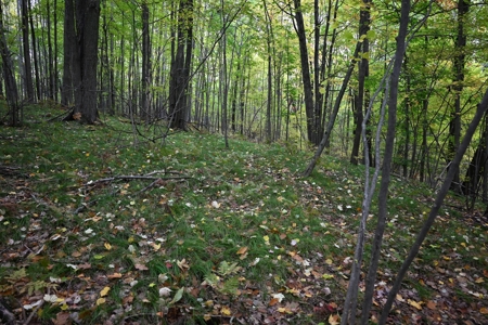 Big Buck Property in Mecosta County Michigan - image 9