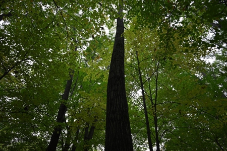 Big Buck Property in Mecosta County Michigan - image 11