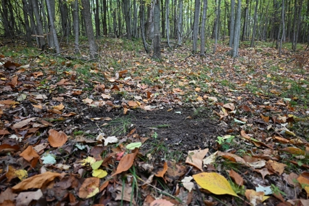 Big Buck Property in Mecosta County Michigan - image 15
