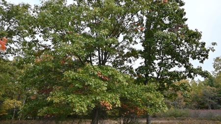 Big Buck Property in Mecosta County Michigan - image 3