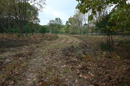 Big Buck Property in Mecosta County Michigan - image 25