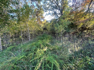 Ozarks Subdivision Lots Near Gamaliel Arkansas - image 7