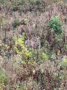 83 acres For Sale In Morristown TN - image 2