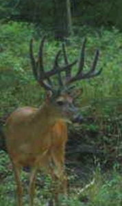 80+/- Acres Prime to Hunt • Beautiful Building for Lodging - image 34