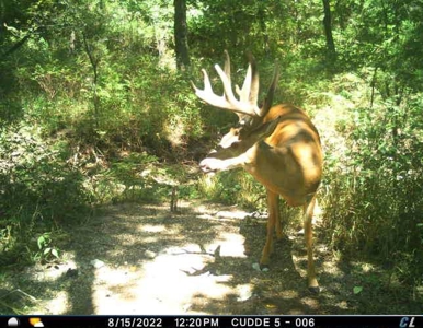 80+/- Acres Prime to Hunt • Beautiful Building for Lodging - image 44