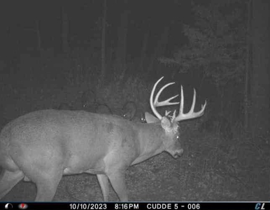 80+/- Acres Prime to Hunt • Beautiful Building for Lodging - image 33