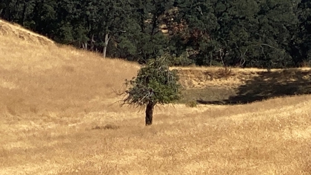 Capay Valley 160 Acres of  Hill Ground - image 7