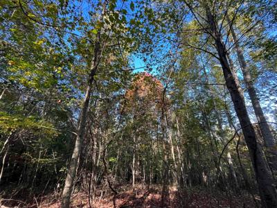 Extraordinary 5.43+- acre property on the Cumberland Plateau - image 27