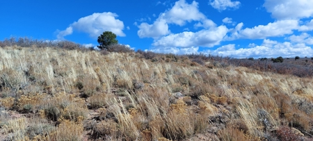 40 Acres For Sale in Dove Creek, Colorado! - image 10