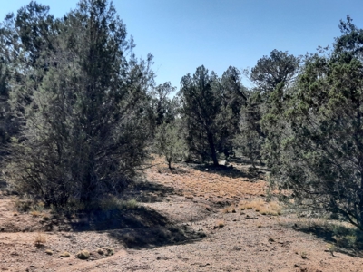 This 36 ac Northern AZ off Grid property in big elk country - image 7
