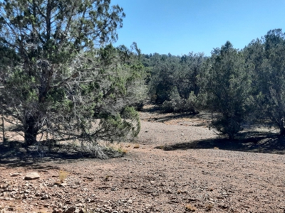This 36 ac Northern AZ off Grid property in big elk country - image 6