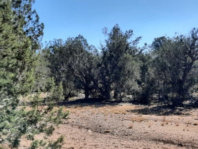This 36 ac Northern AZ off Grid property in big elk country - image 8
