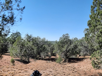 This 36 ac Northern AZ off Grid property in big elk country - image 9