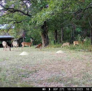 Rustic Home on 11.5 Acres in Catahoula Parish, LA - image 44