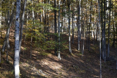 1765.56 Surveyed Acres For Sale with Timber and Buildings! - image 32