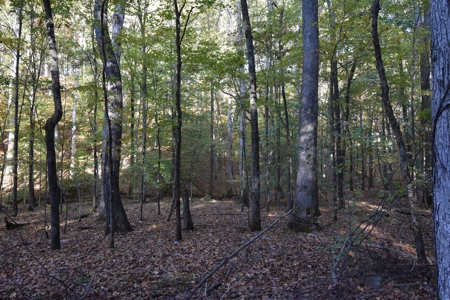 1765.56 Surveyed Acres For Sale with Timber and Buildings! - image 33