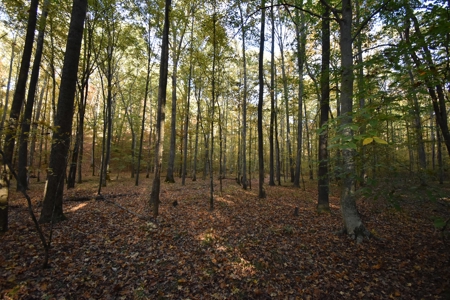1765.56 Surveyed Acres For Sale with Timber and Buildings! - image 18