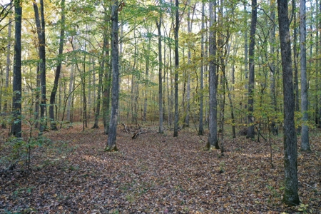 1765.56 Surveyed Acres For Sale with Timber and Buildings! - image 27
