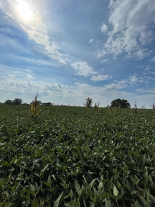Harrison County Land Auction - 254+/- Acre Farm -Online Only - image 7
