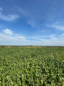 Harrison County Land Auction - 254+/- Acre Farm -Online Only - image 8