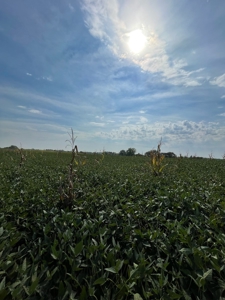 Harrison County Land Auction - 254+/- Acre Farm -Online Only - image 11