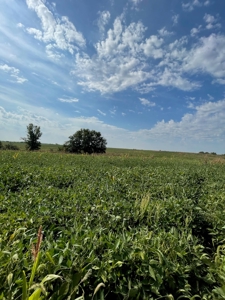 Harrison County Land Auction - 254+/- Acre Farm -Online Only - image 5