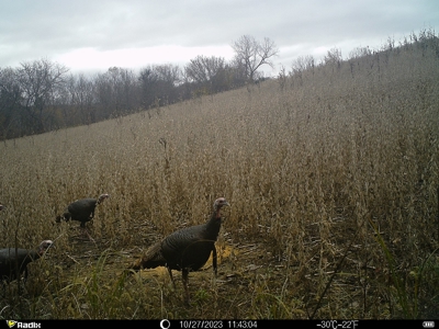 Harrison County Land Auction - 254+/- Acre Farm -Online Only - image 29