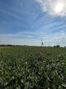 Harrison County Land Auction - 254+/- Acre Farm -Online Only - image 9