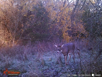 Harrison County Land Auction - 254+/- Acre Farm -Online Only - image 41