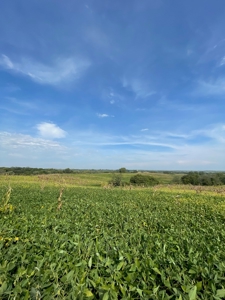Harrison County Land Auction - 254+/- Acre Farm -Online Only - image 14