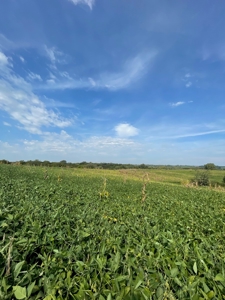 Harrison County Land Auction - 254+/- Acre Farm -Online Only - image 12