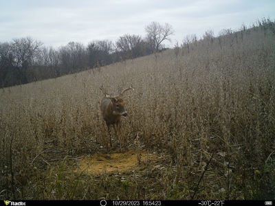 Harrison County Land Auction - 254+/- Acre Farm -Online Only - image 38